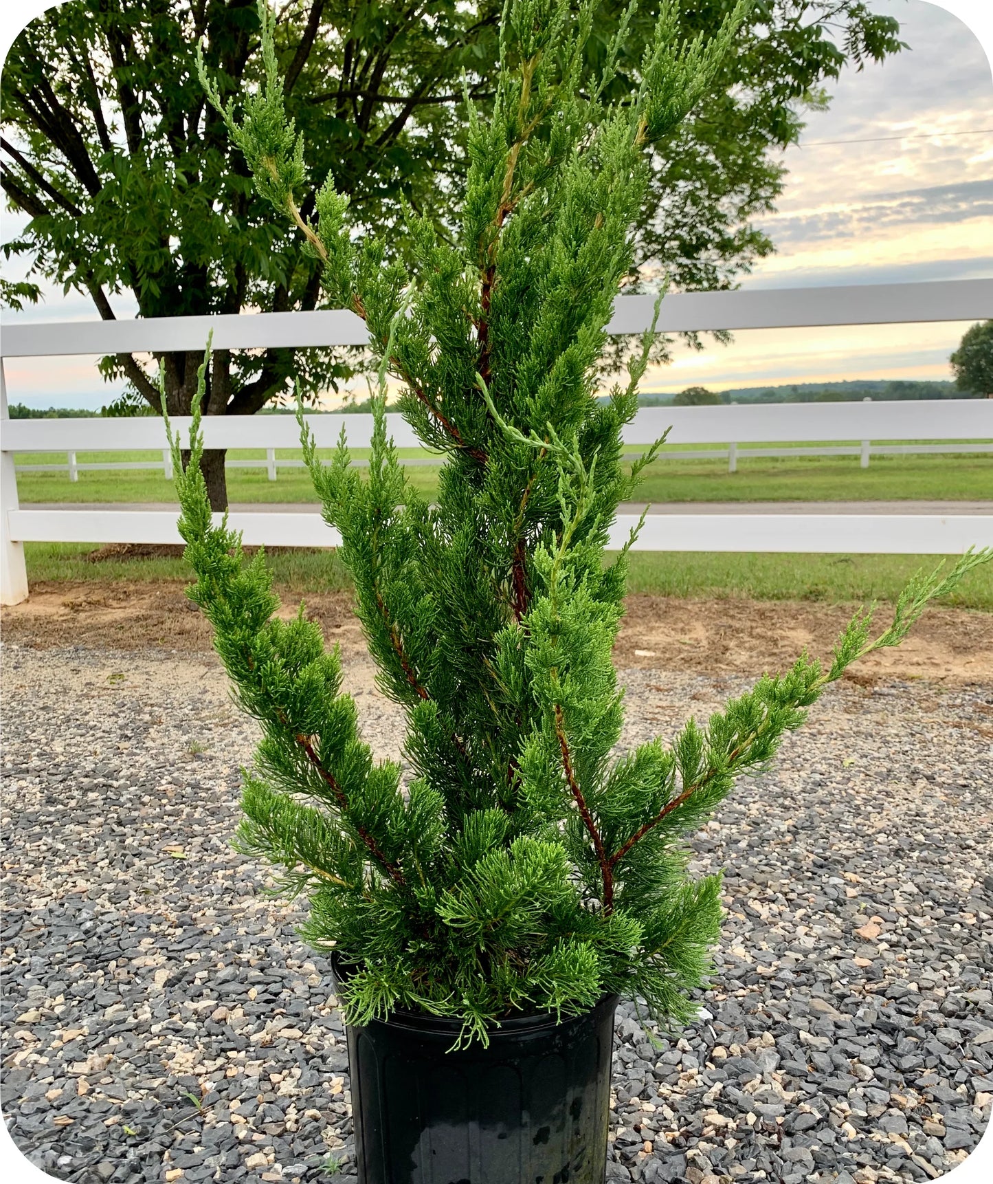 HOLLYWOOD JUNIPER TREE 5gal