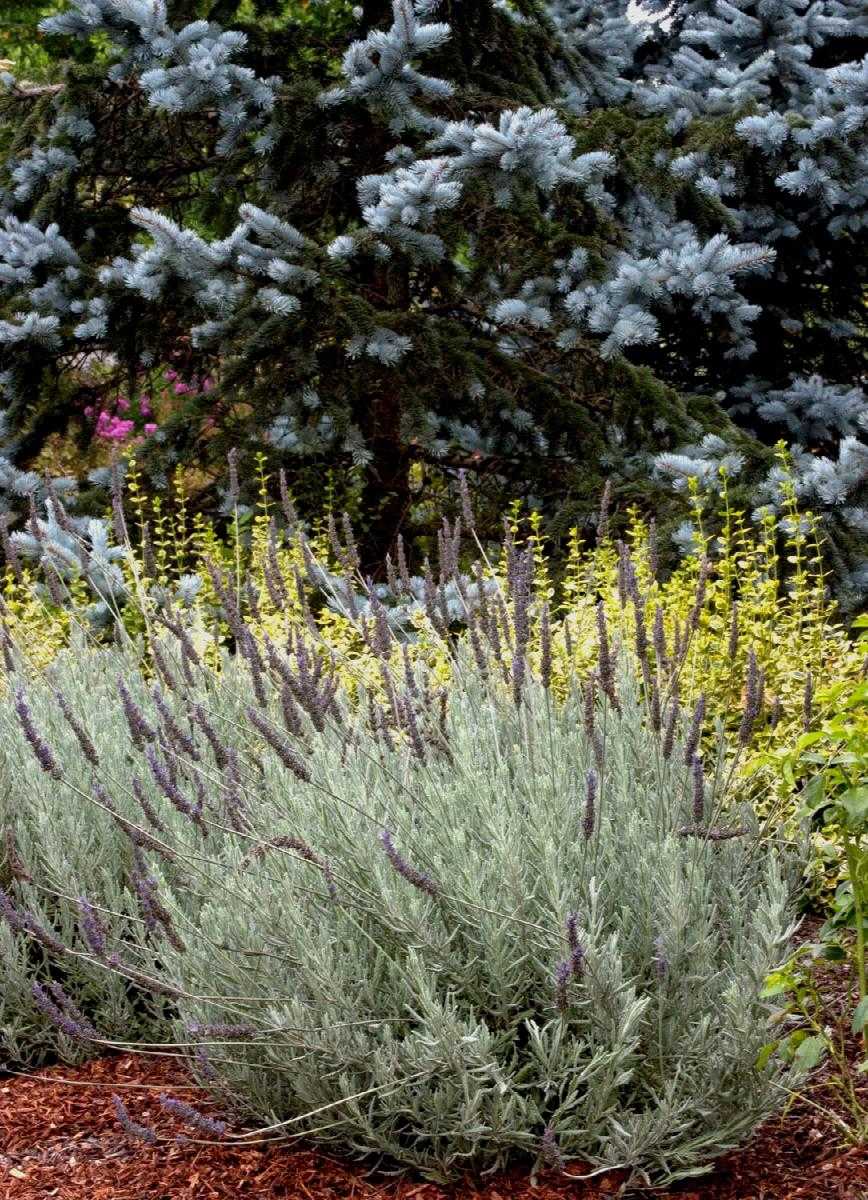 GOODWIN CREEK LAVENDER 4in