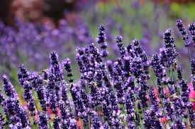 SENSATIONAL LAVENDER 1gal