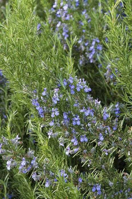 ASSORTED ROSEMARY 1gal