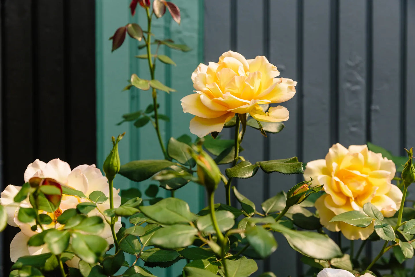 TEQUILA GOLD ROSE 5gal