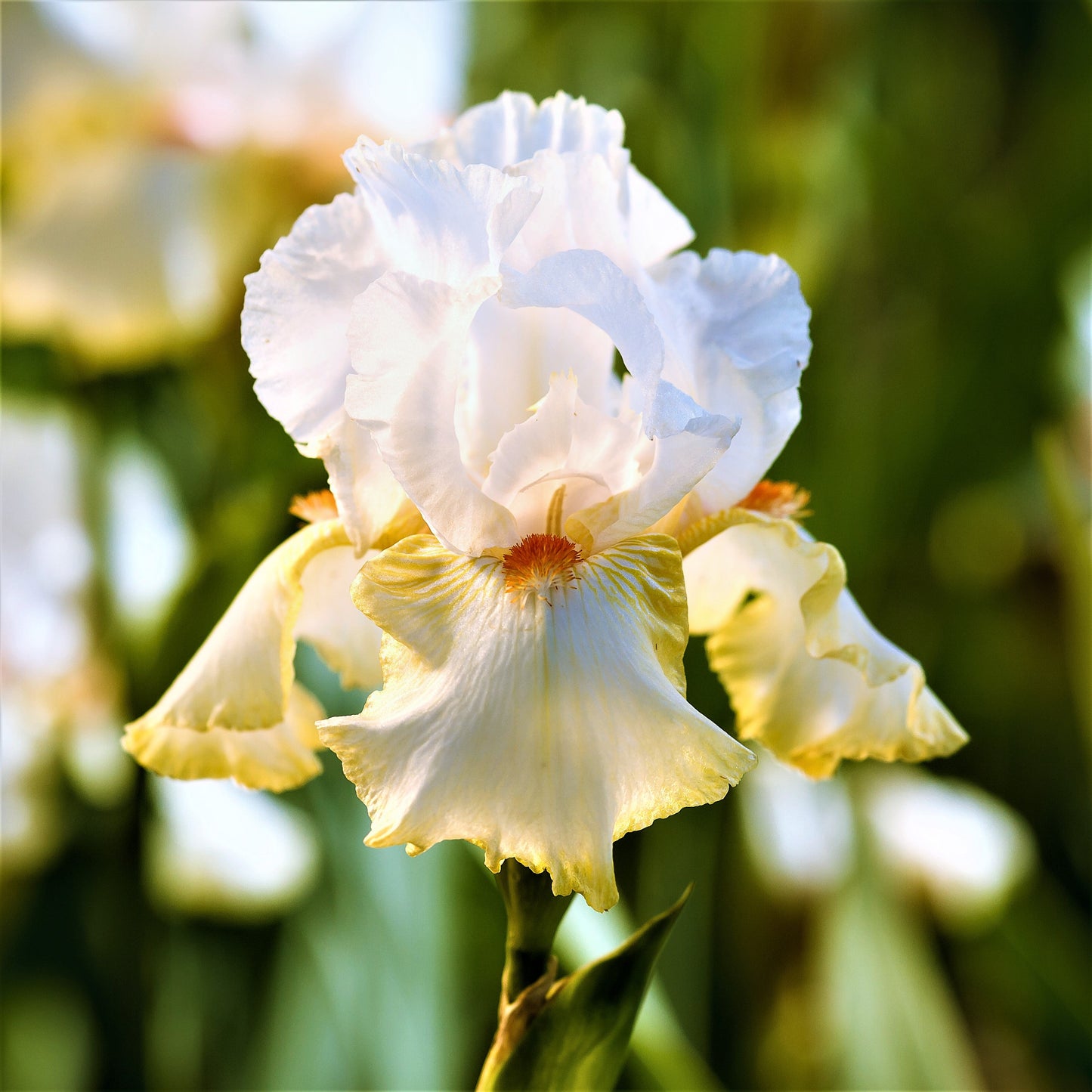 Colorful Crop Mix Bearded Iris - Reblooming