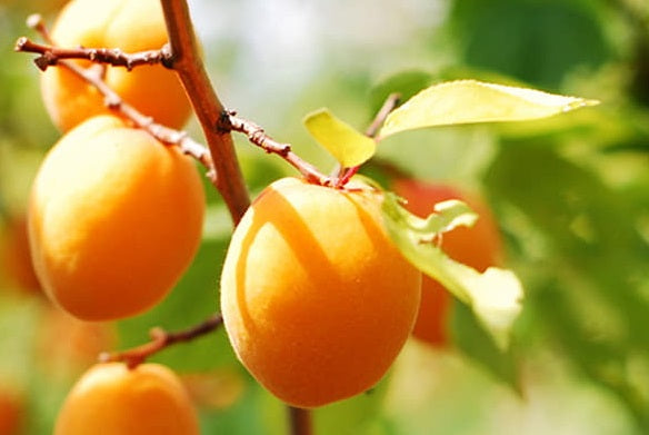 3-IN-1 FRUIT COCKTAIL TREE 7gal