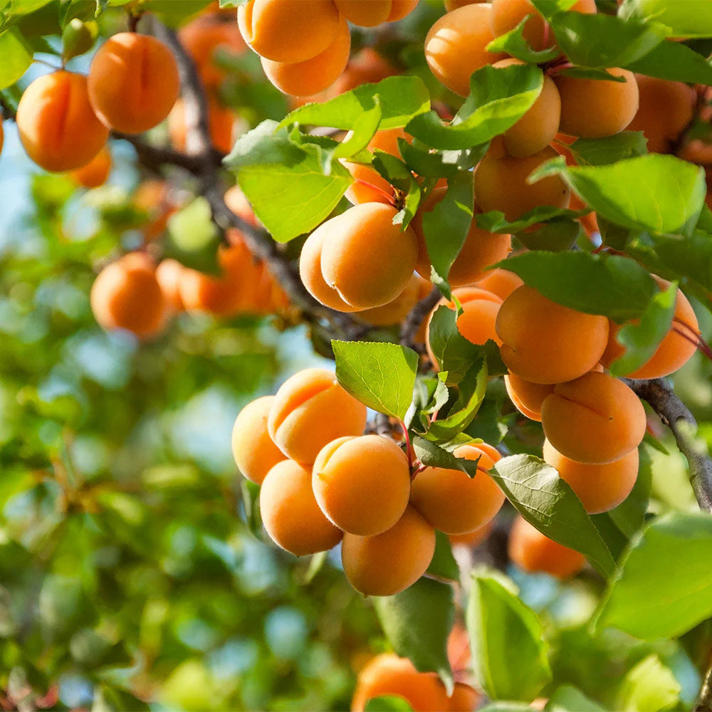 MOORPARK APRICOT TREE 7gal