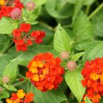 MISS HUFF LANTANA 1gal