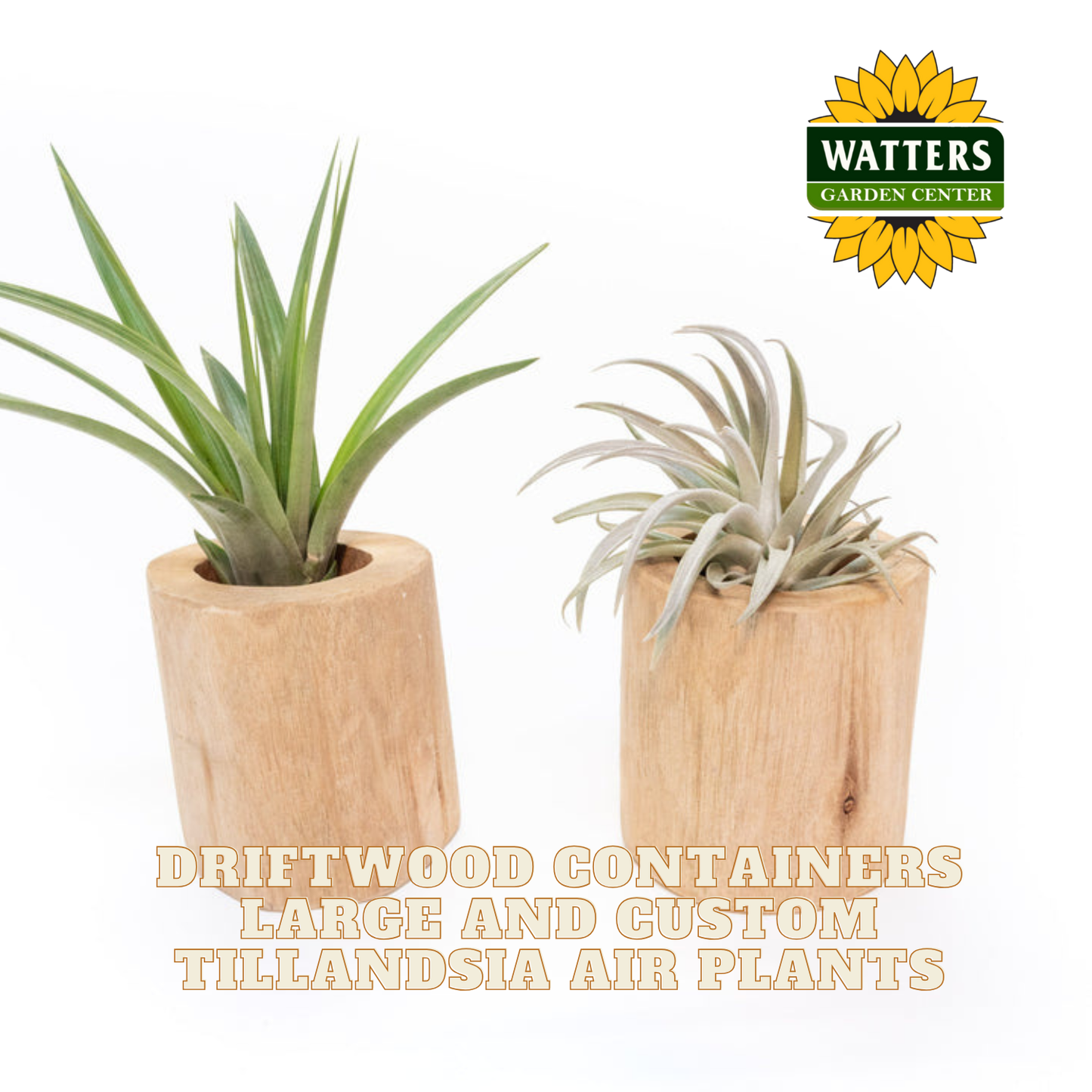 Driftwood Containers Large and Custom Tillandsia Air Plants Set of 2