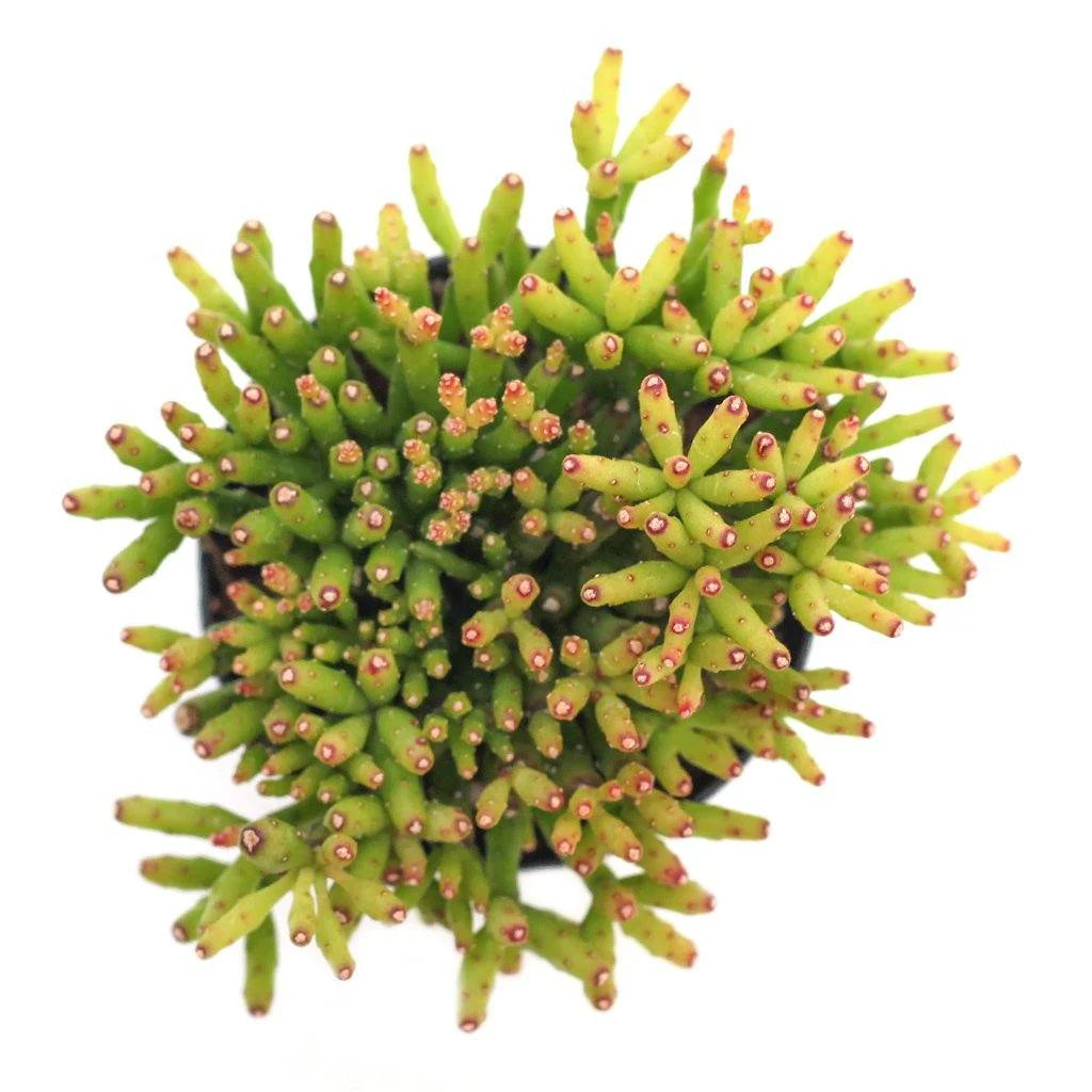 Dancing Cactus - Hatiora Salicornioides