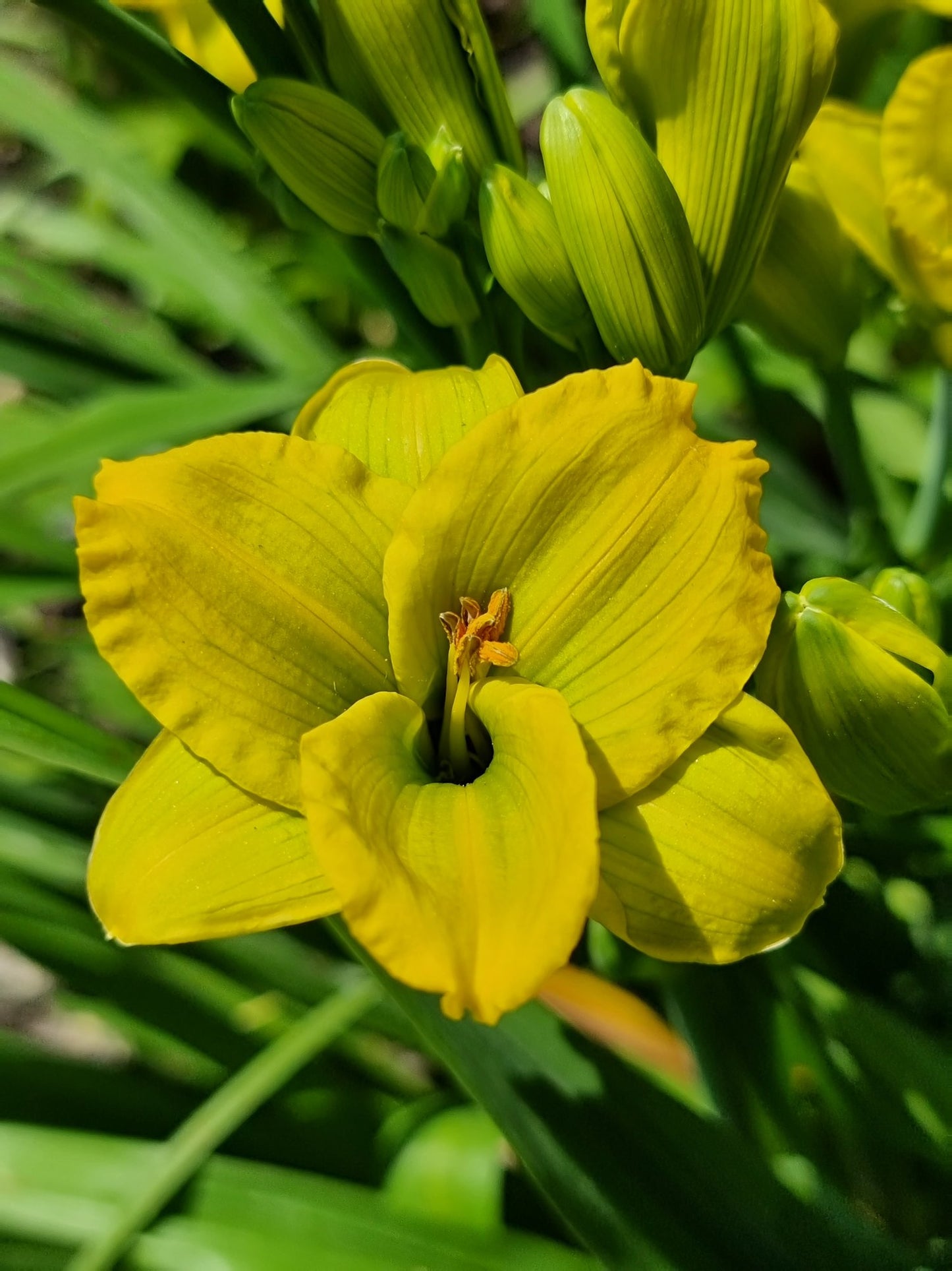 SEE YOU TOMORROW DAYLILY 1gal