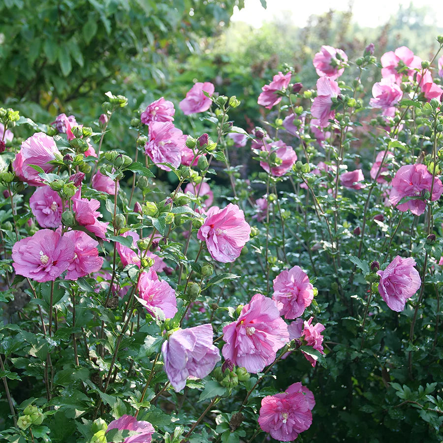 DARK LAVENDER CHIFFON HIBISCUS 2gal