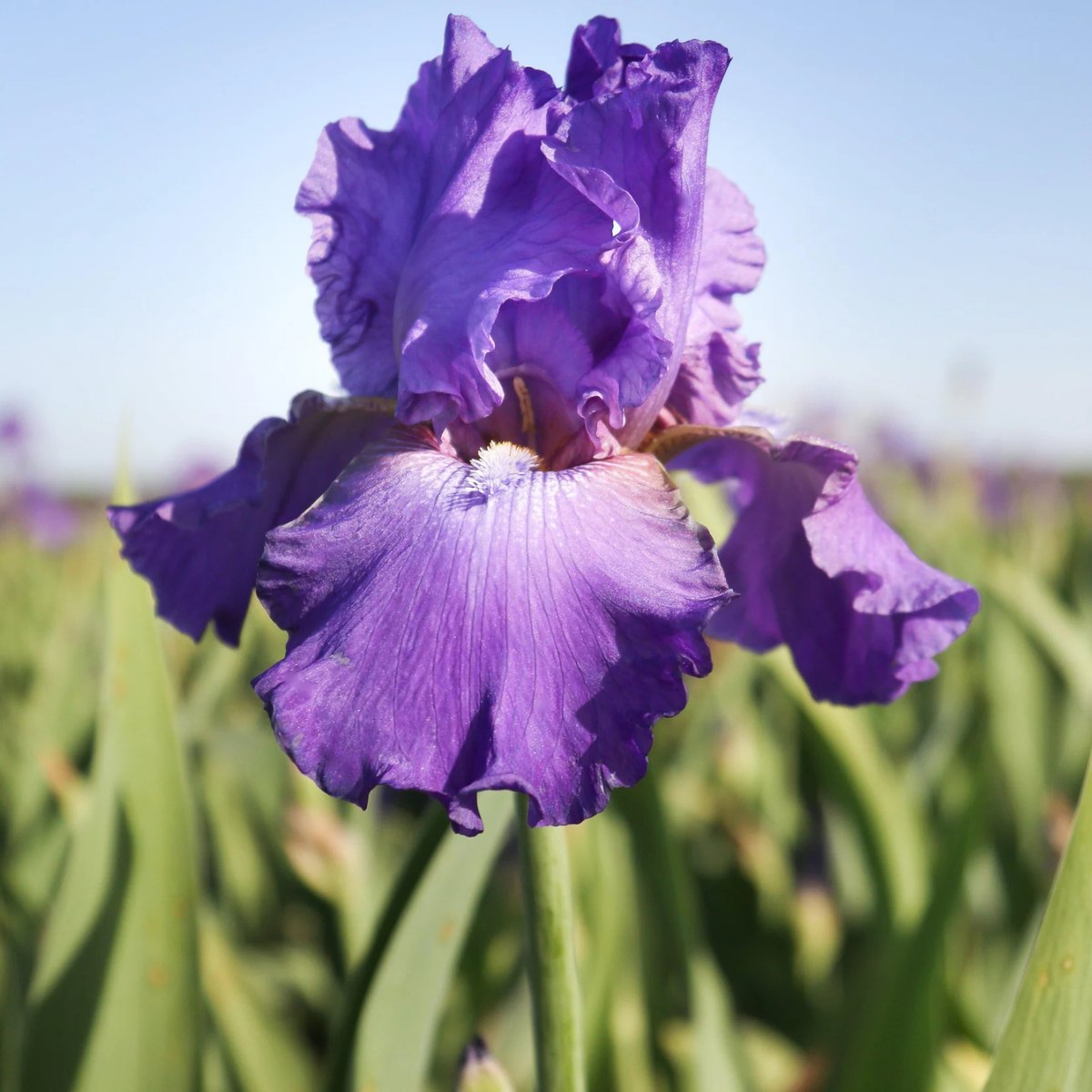 A close-up of a purple iris flower in full bloom with green leaves and a soft-focus field background under a pale blue sky.