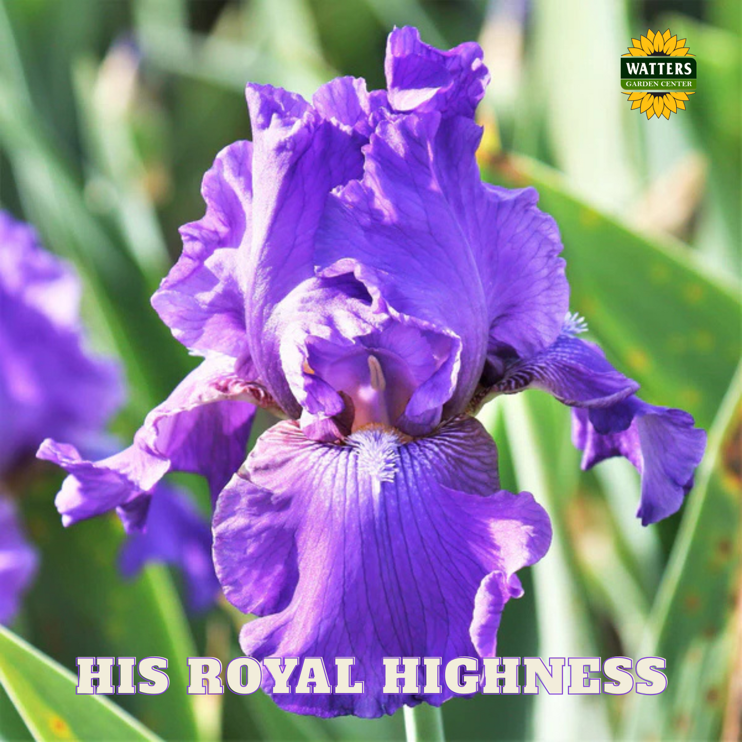 His Royal Highness Bearded Iris - Reblooming