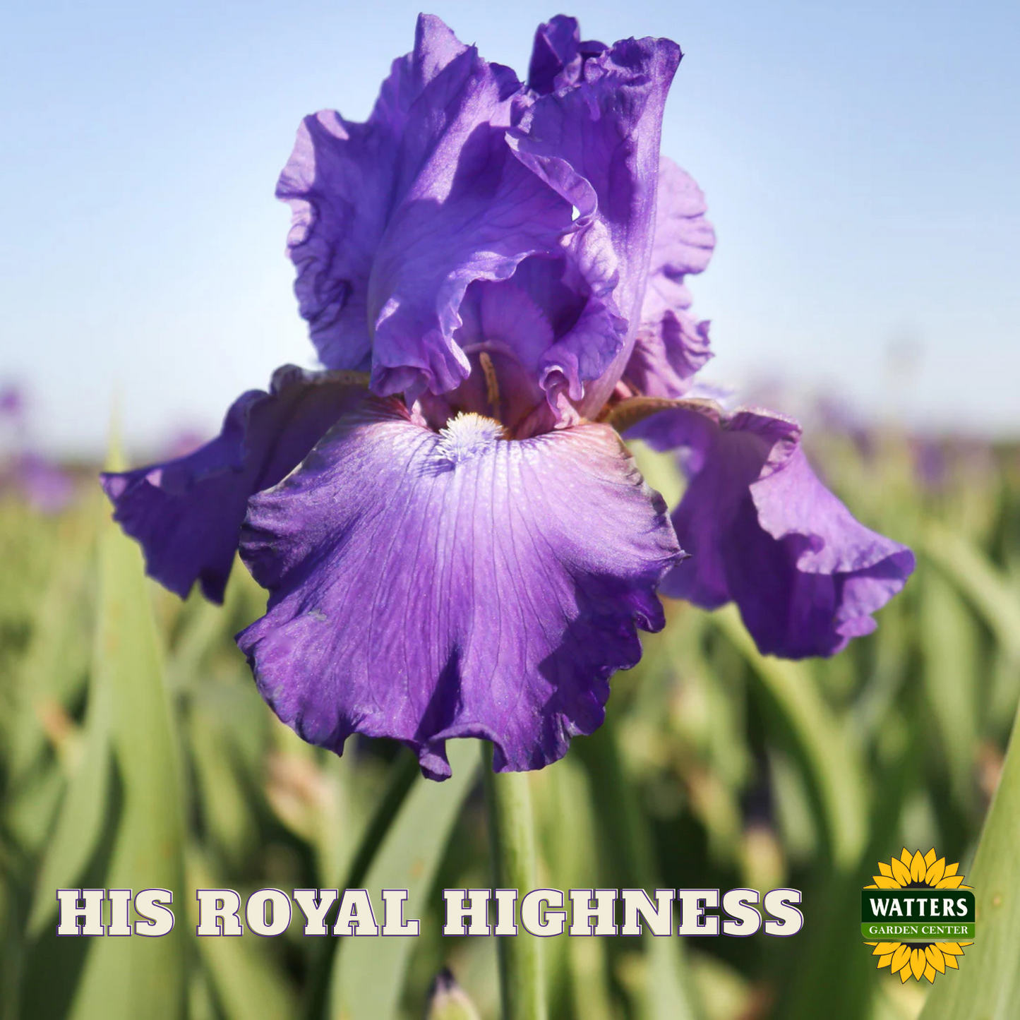 His Royal Highness Bearded Iris - Reblooming