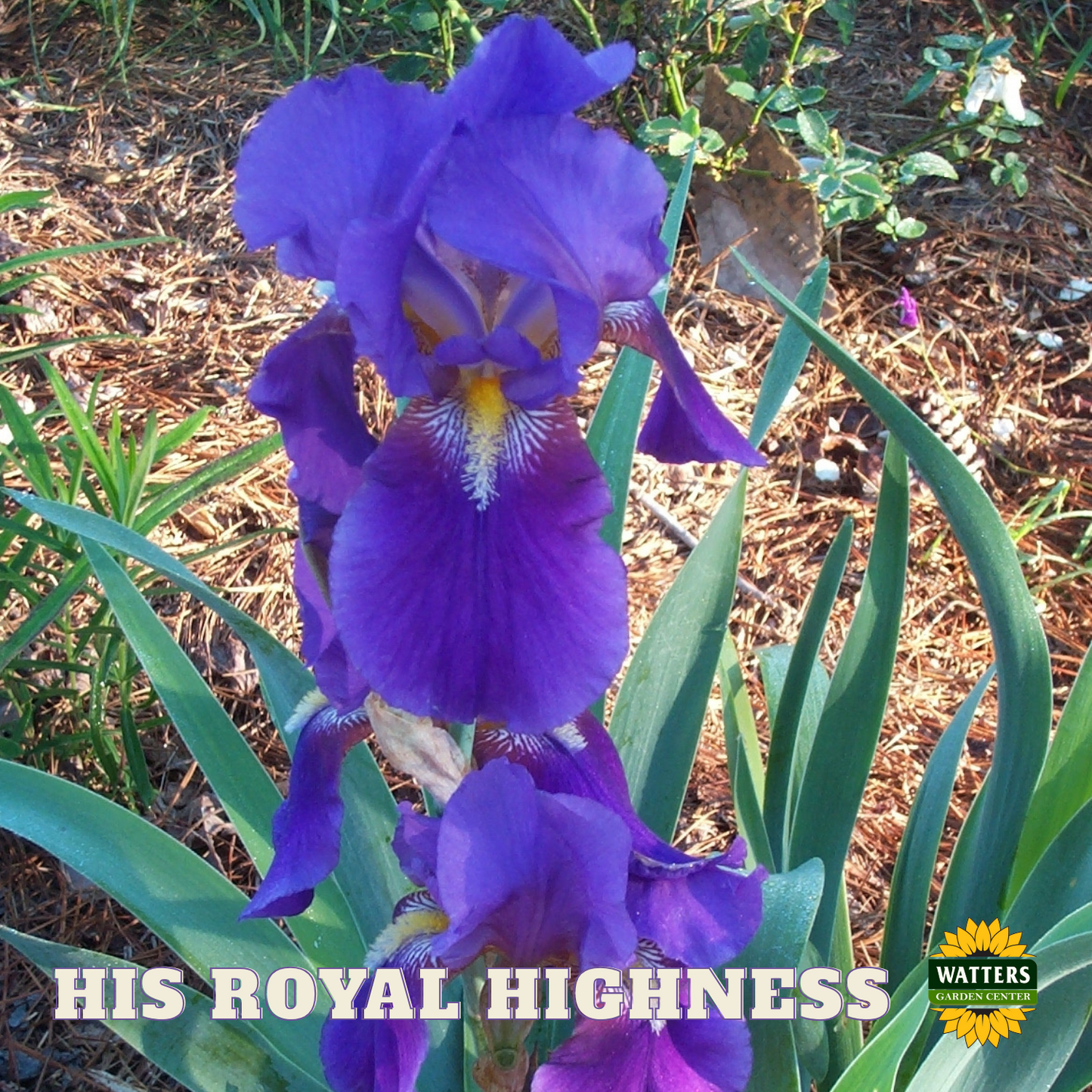 His Royal Highness Bearded Iris - Reblooming