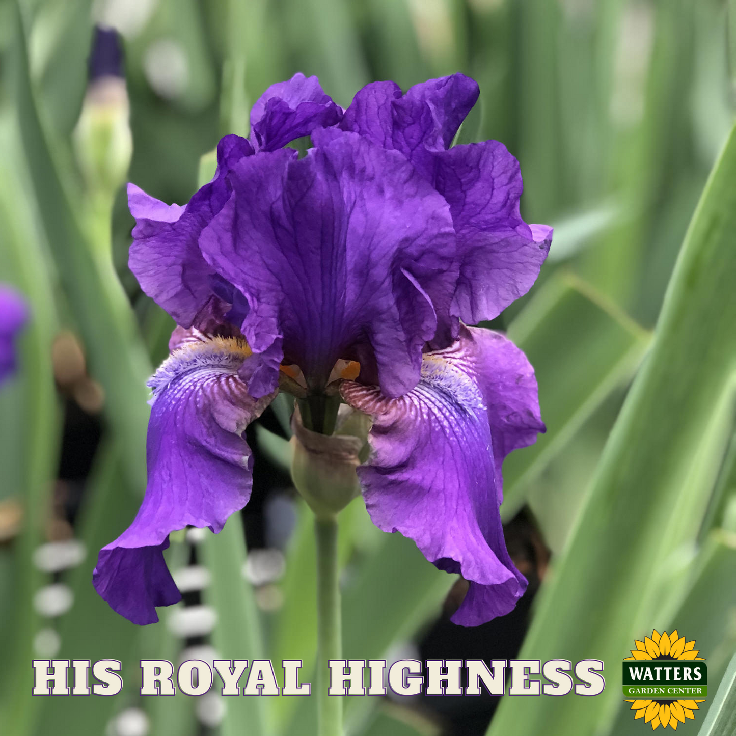 His Royal Highness Bearded Iris - Reblooming