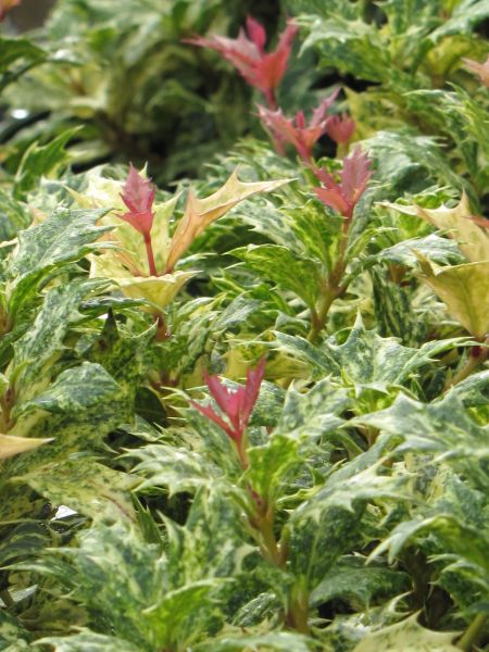 GOSHIKI OSMANTHUS HOLLY 5gal