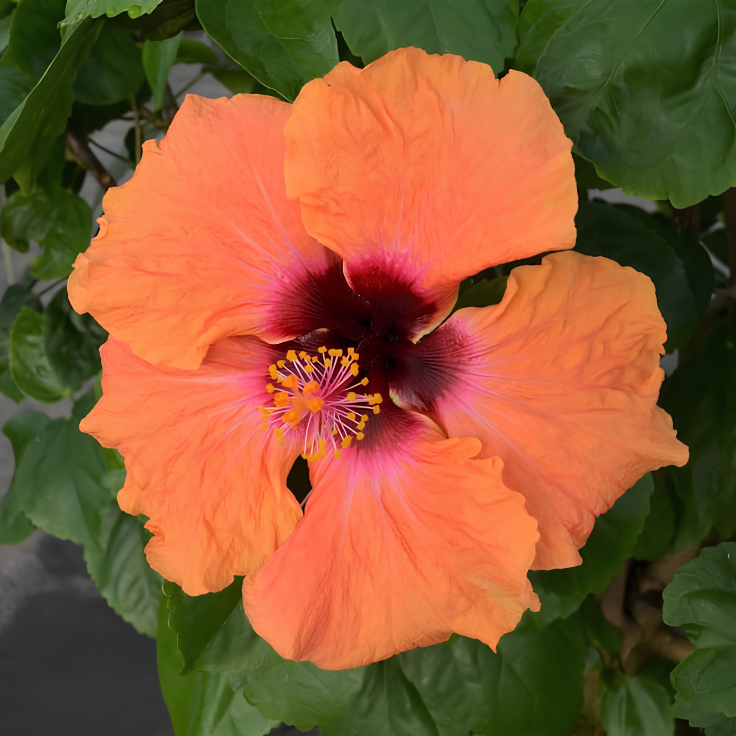 Close-up of an orange hibiscus flower with a green leafy background