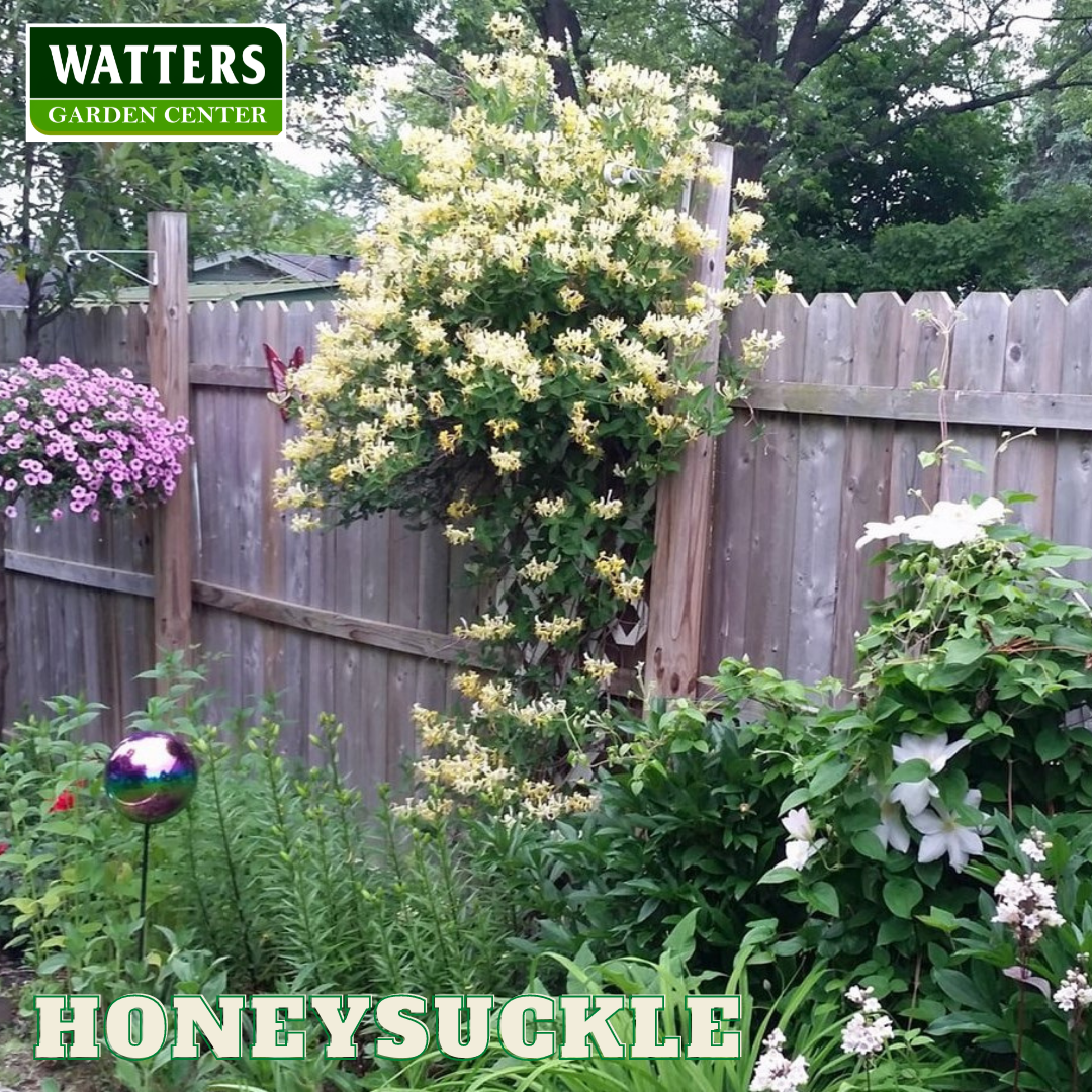 HALLS HONEYSUCKLE 2gal