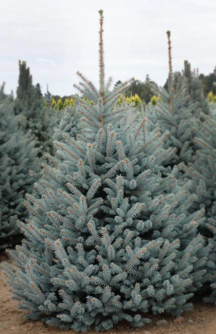 FAT ALBERT SPRUCE 10gal