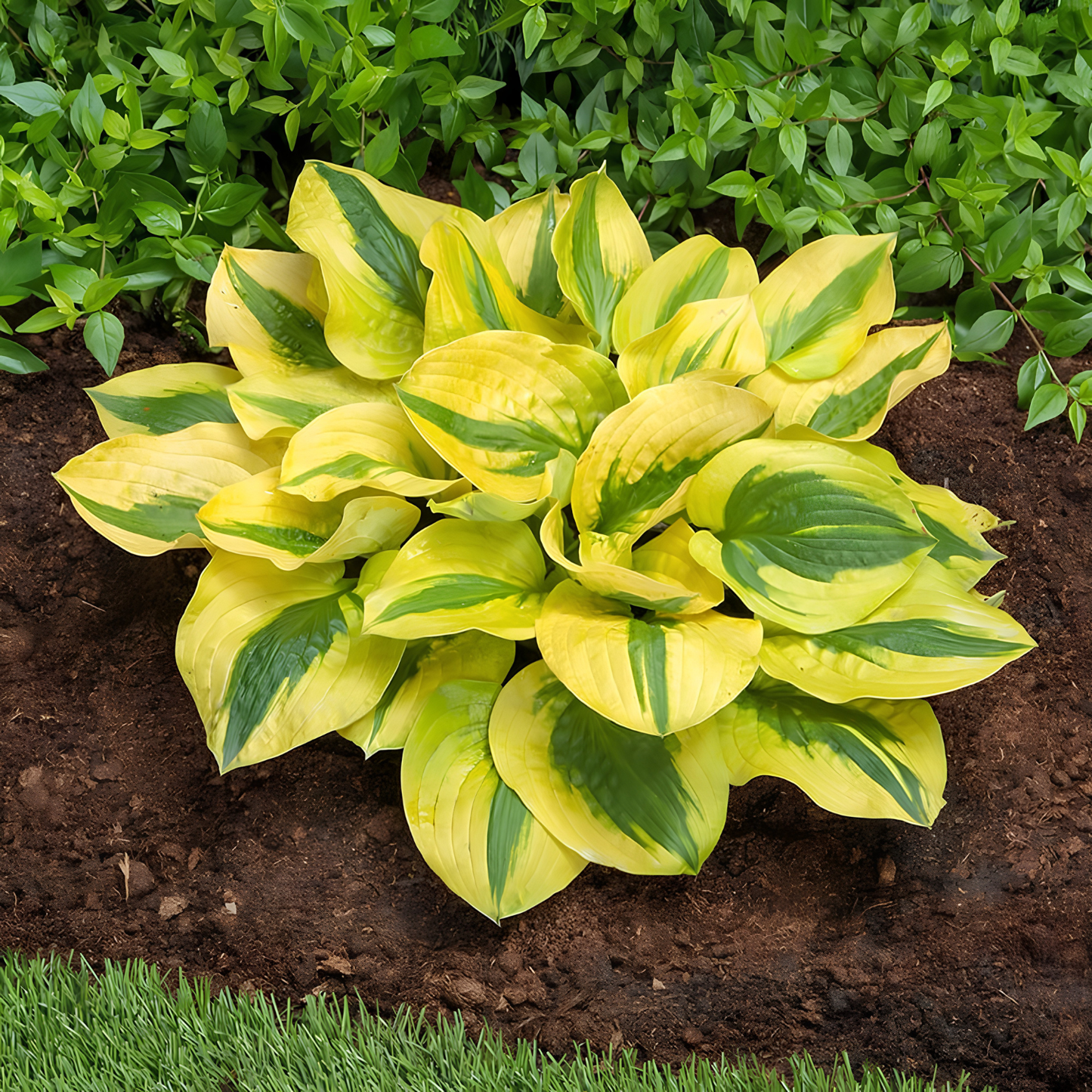 A variegated hosta plant with bright yellow and green leaves growing in dark soil, with green ground cover behind it and grass at the bottom.