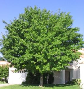 RAYWOOD ASH TREE 15gal
