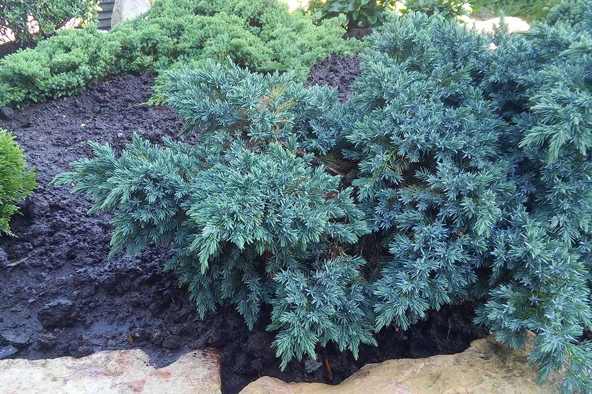 BLUE STAR JUNIPER 2gal