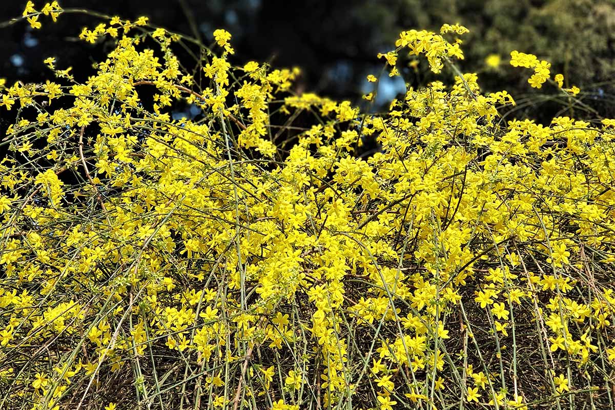 WINTER JASMINE 5gal