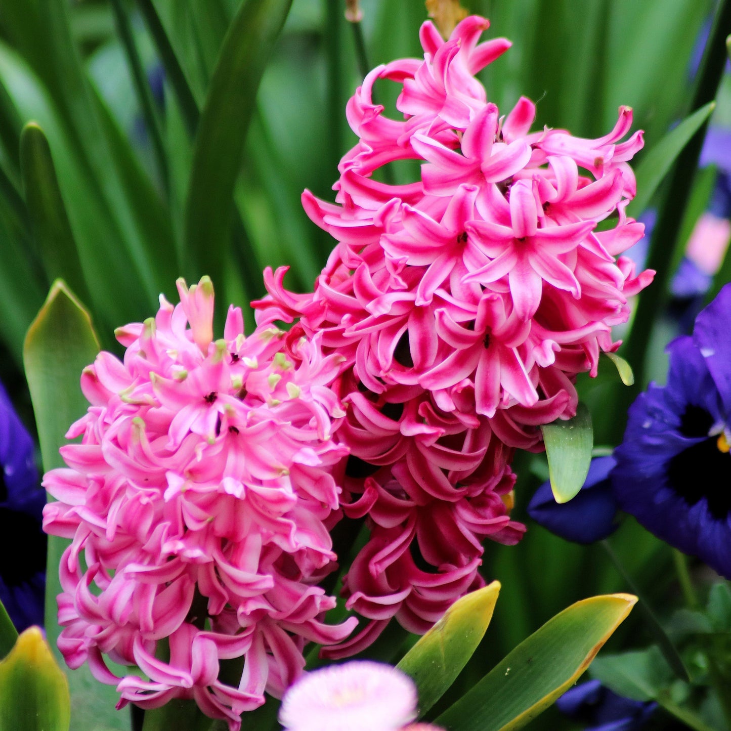 Hyacinth - Fondant