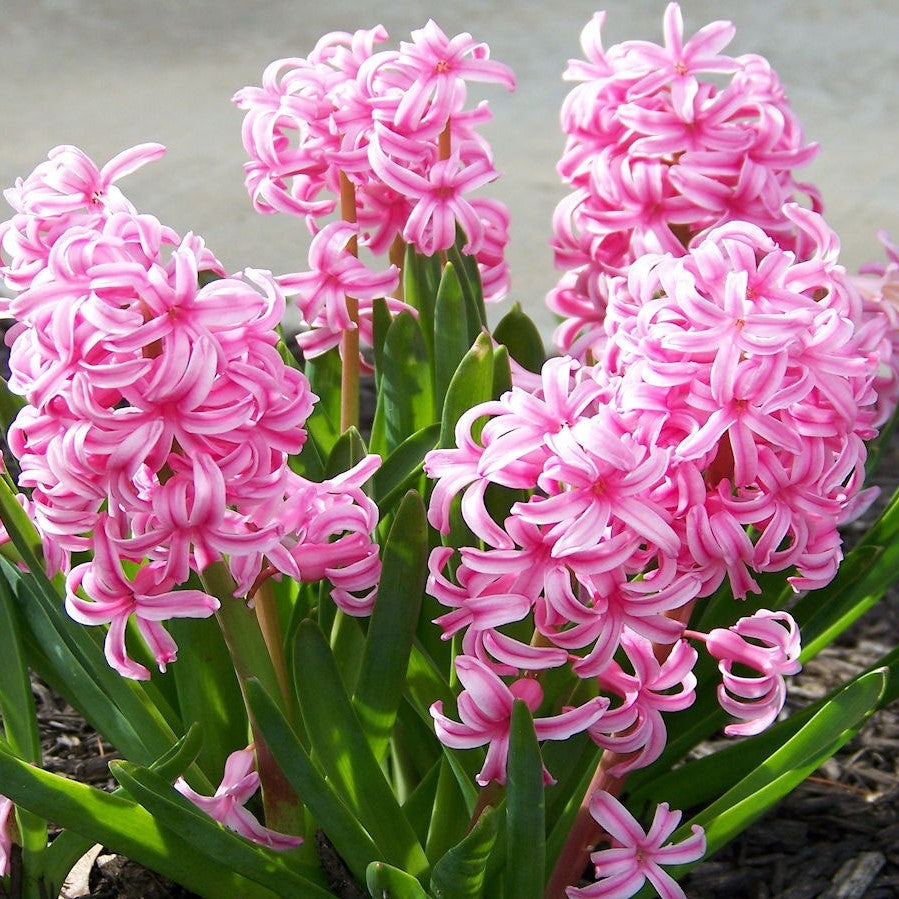 Hyacinth - Fondant