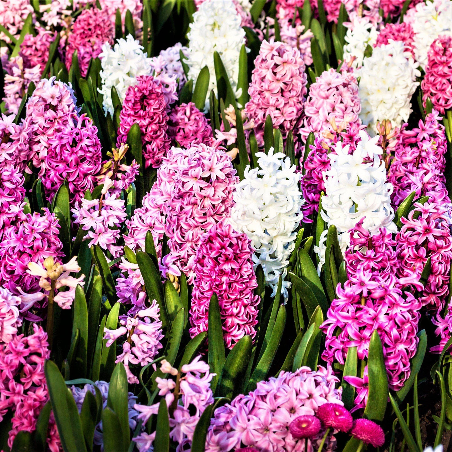 Hyacinth - Sweet Berries Mix