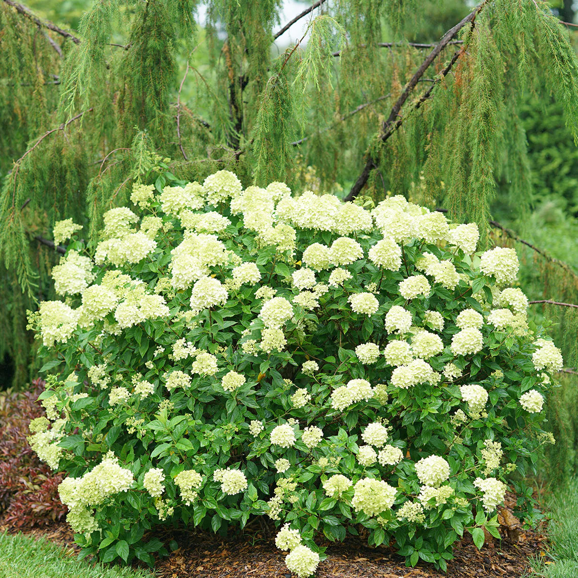 LITTLE LIME HYDRANGEA 2gal