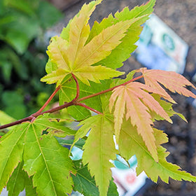 FINAL FIRE JAPANESE MAPLE