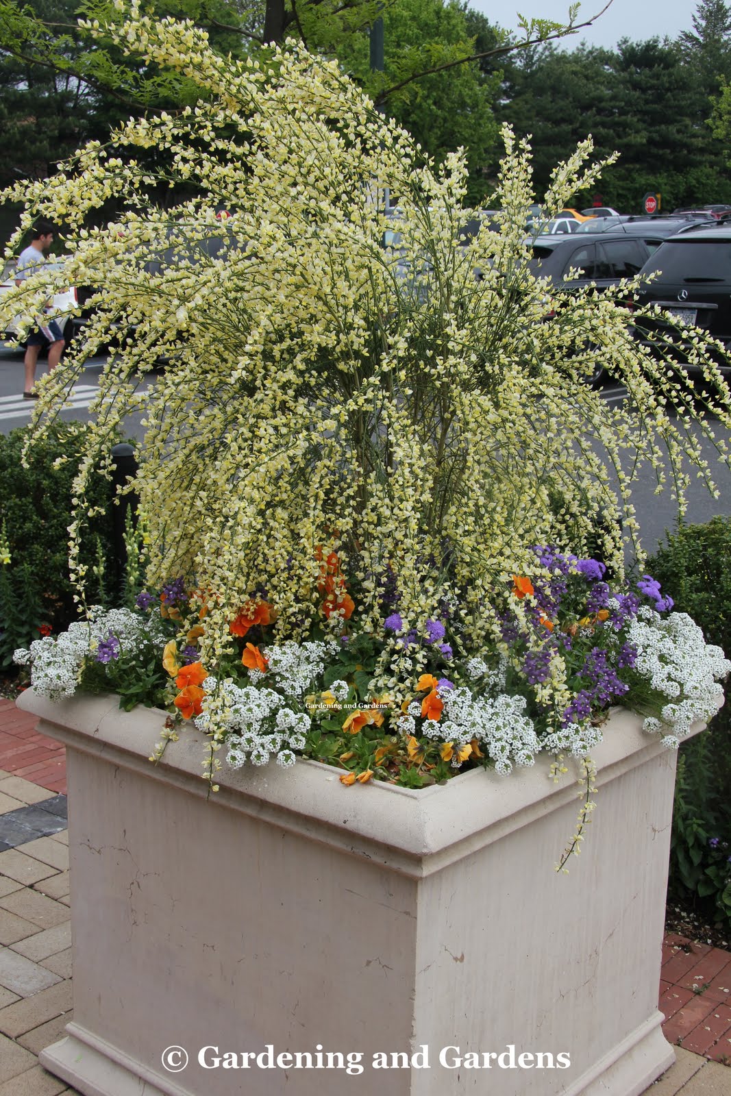 SPANISH BROOM 5gal