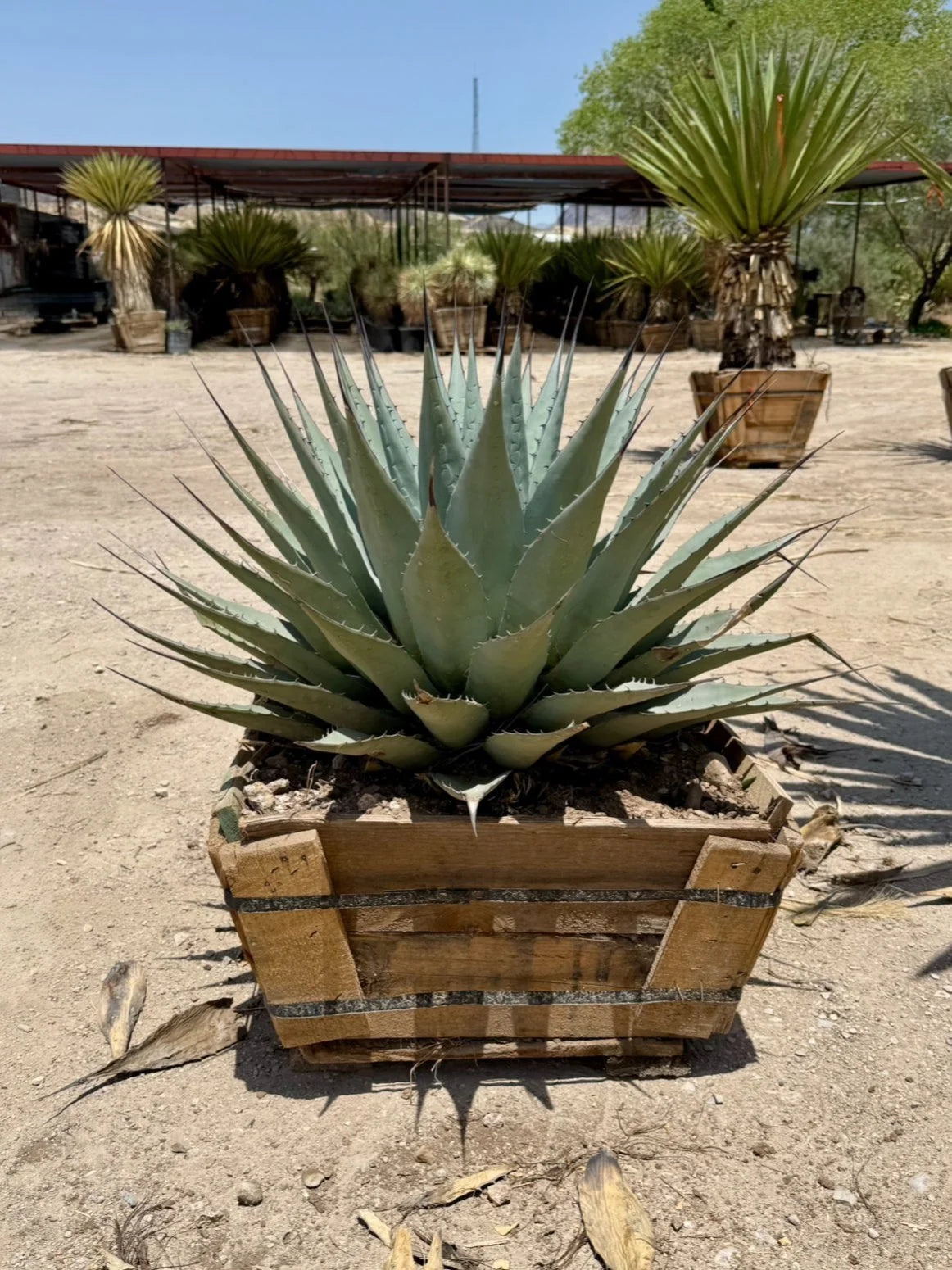 AGAVE NEOMEXICANA 24"