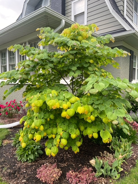 RISING SUN REDBUD 3gal