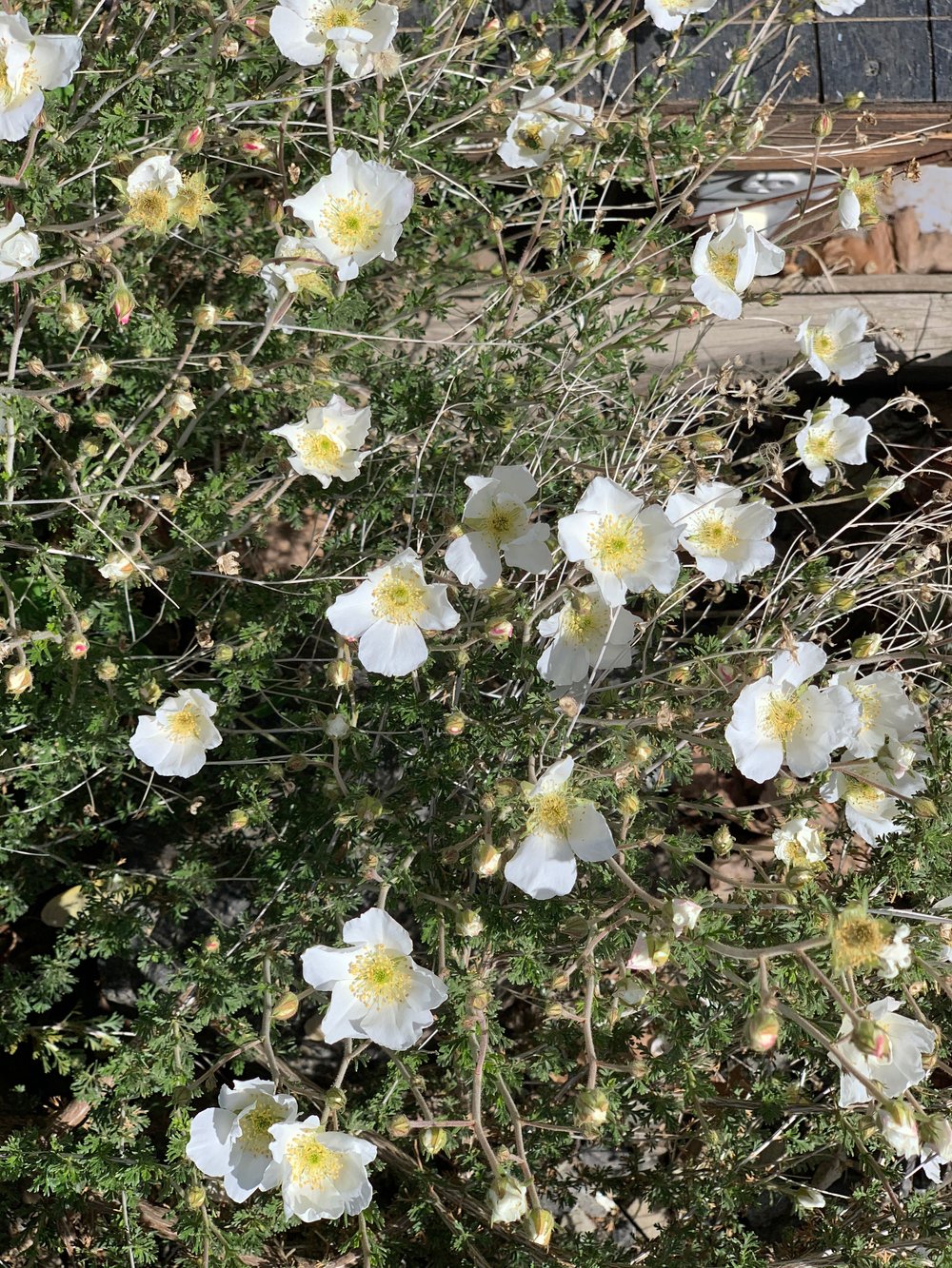 APACHE PLUME 1gal