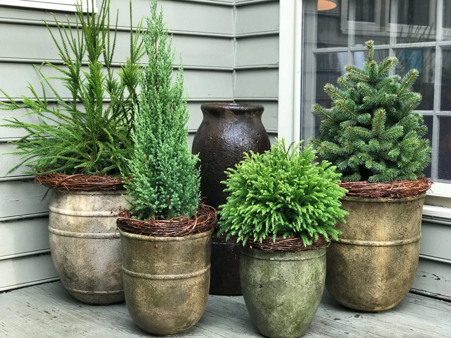 BLUE POINT JUNIPER 5gal