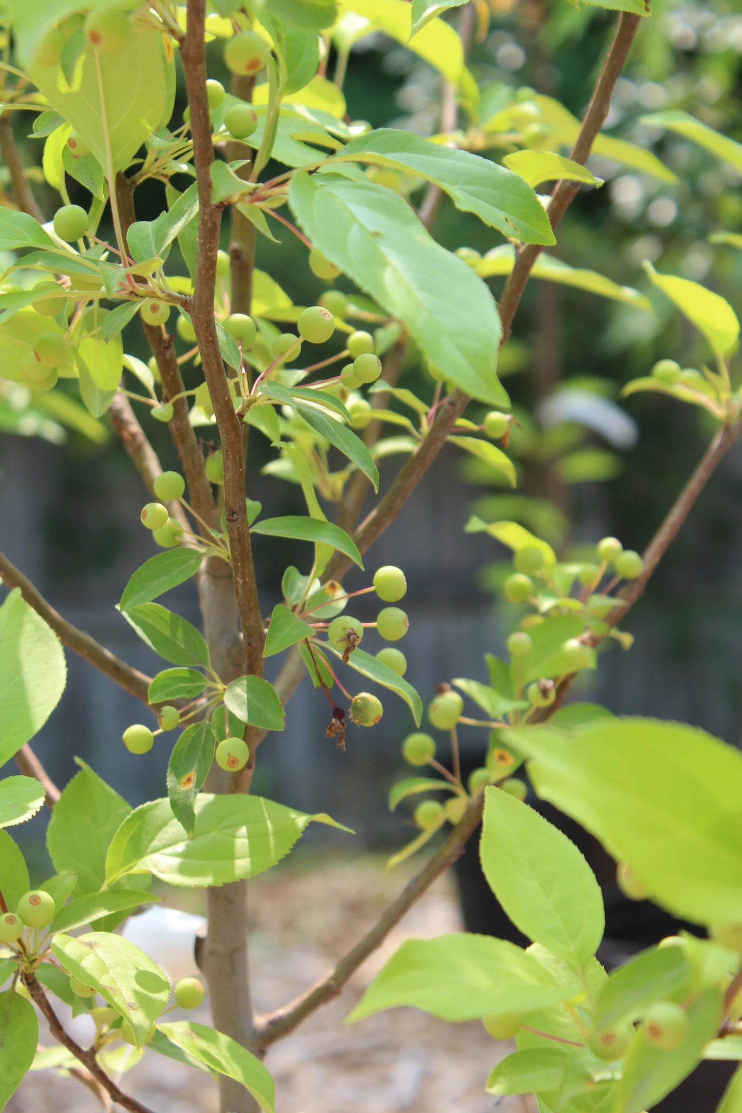 SNOW DRIFT CRABAPPLE TREE 15gal
