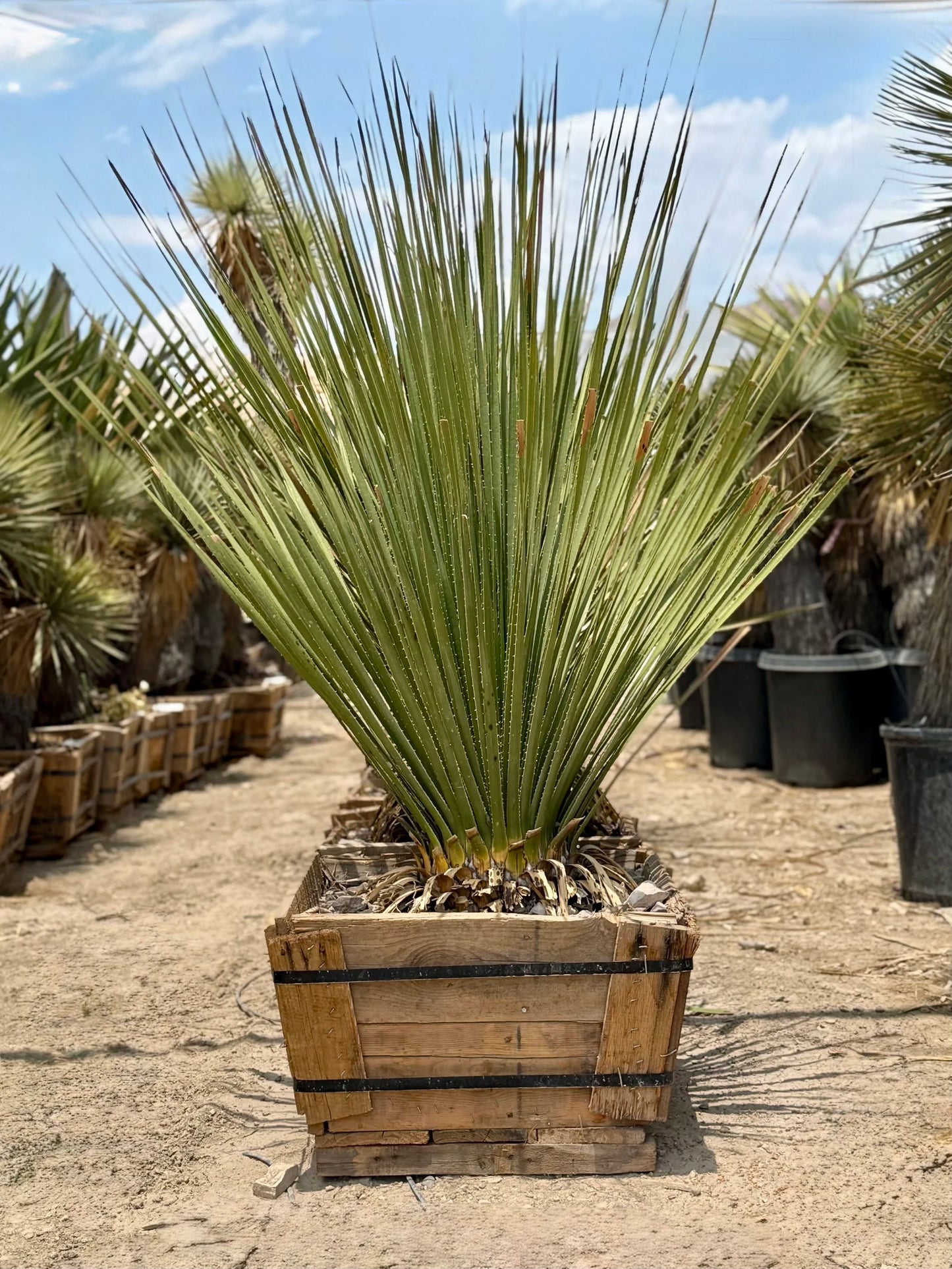 TEXAS GREEN SOTOL 24in