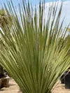 TEXAS GREEN SOTOL 24in