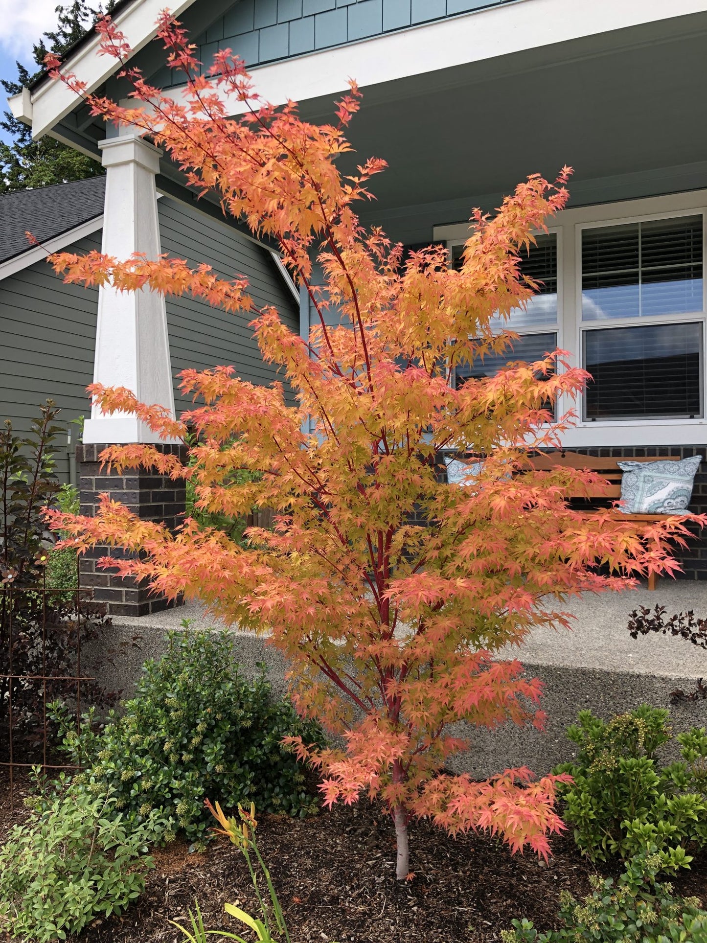 CORAL BARK JAPANESE MAPLE 2gal