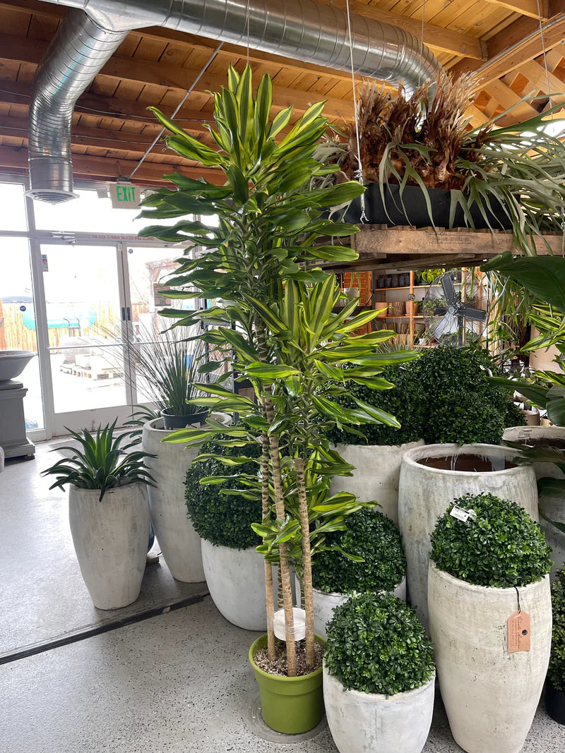 SOL CANE DRACAENA 12in