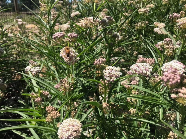 NARROWLEAF MILKWEED 1gal