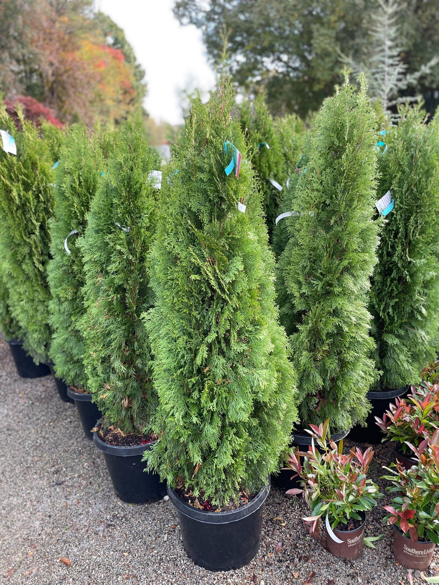 EMERALD GREEN ARBORVITAE 10gal
