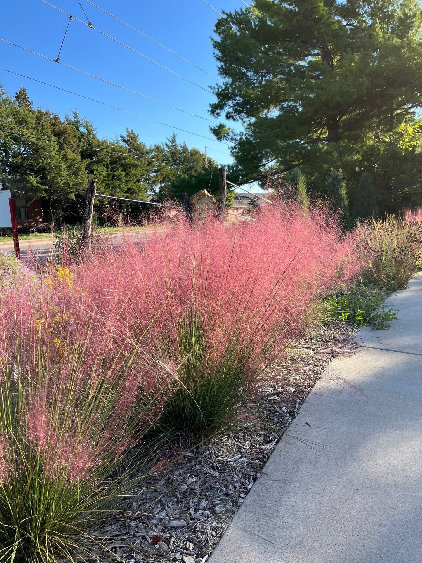 PINK MUHLY GRASS 5gal
