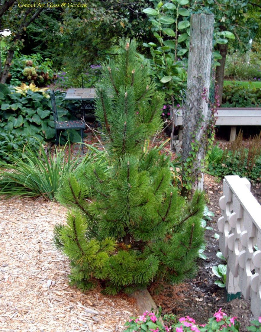 TANNENBAUM MUGO PINE 5gal