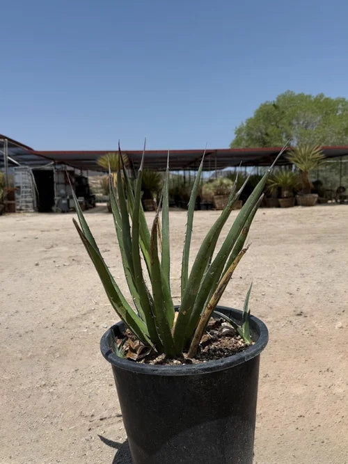 LECHUGUILLA AGAVE 5gal