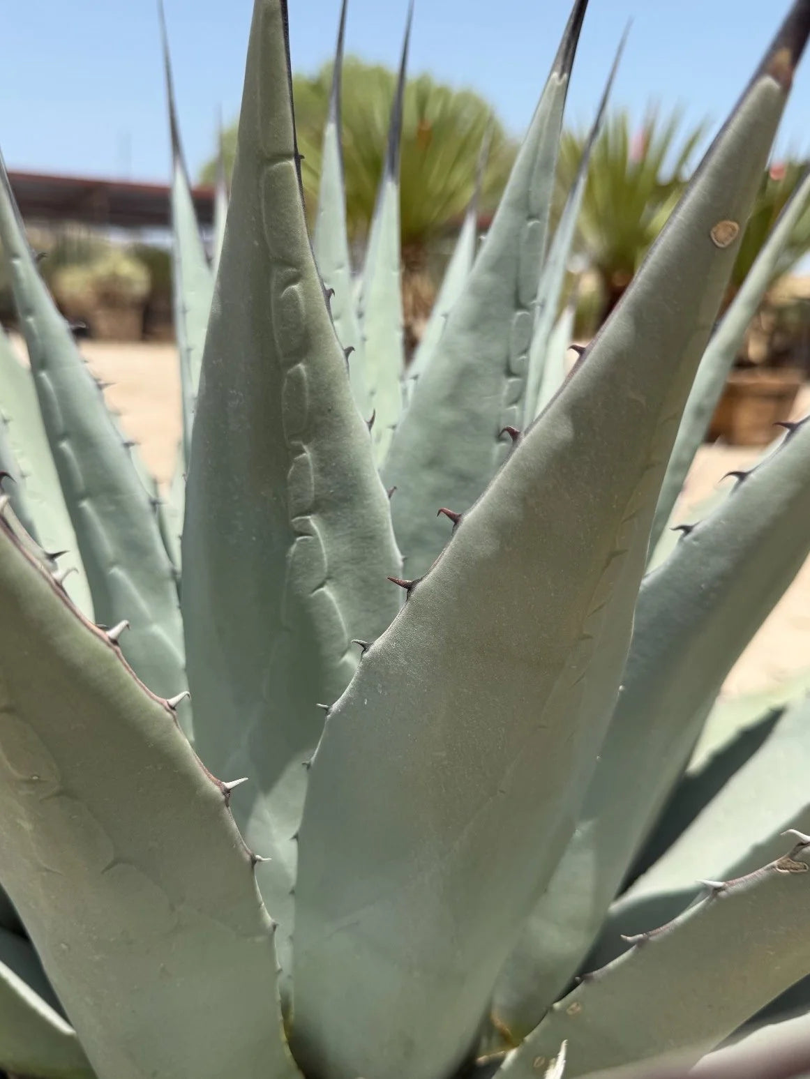 AGAVE NEOMEXICANA 24"