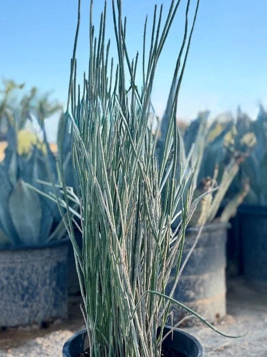 CANDELILLA WAX PLANT 1gal