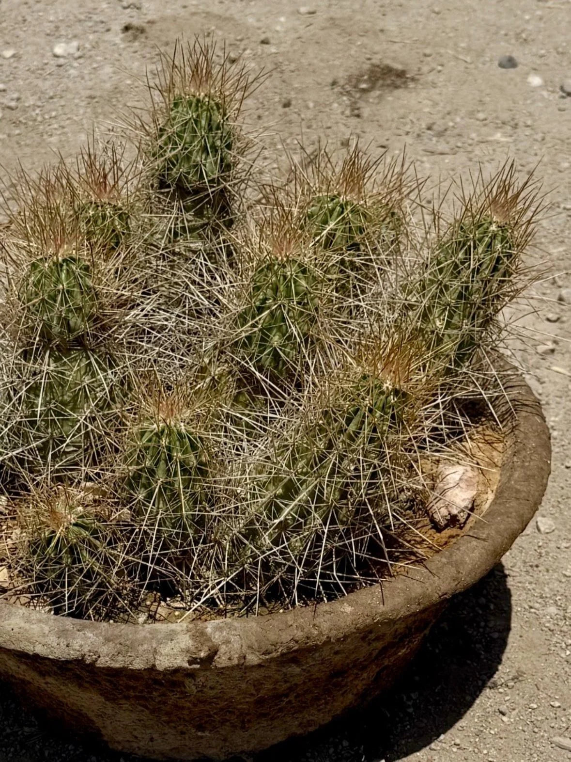 PINK FLOWER HEDGEHOG CACTUS 18in