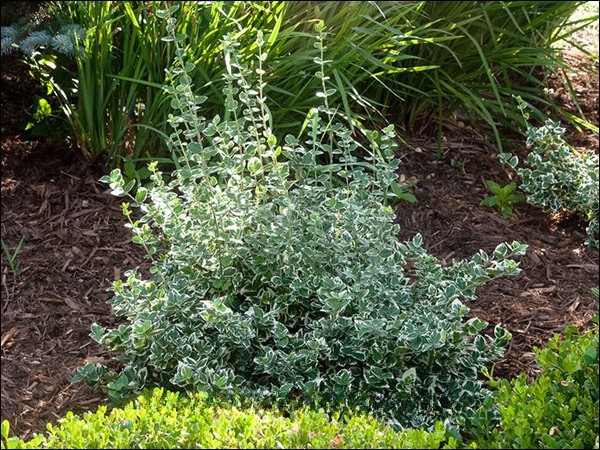 IVORY JADE EUONYMUS 2gal
